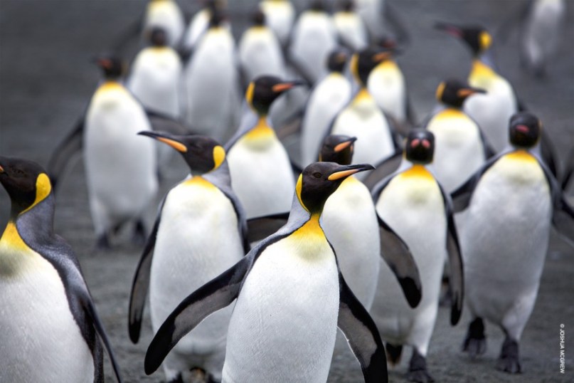 A waddle of king penguins (Aptenodytes patagonicus)