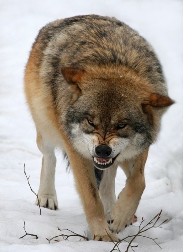 Eurasian Wolf