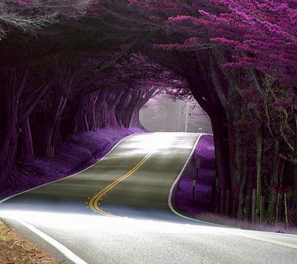 Tree Tunnel