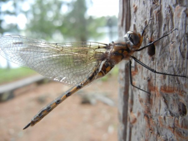 Dragonfly drying his wings.
