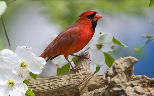 Cardinal