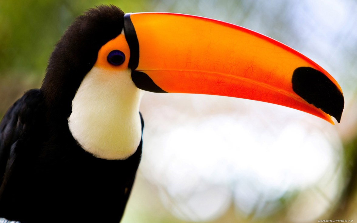 Caribbean Toucan