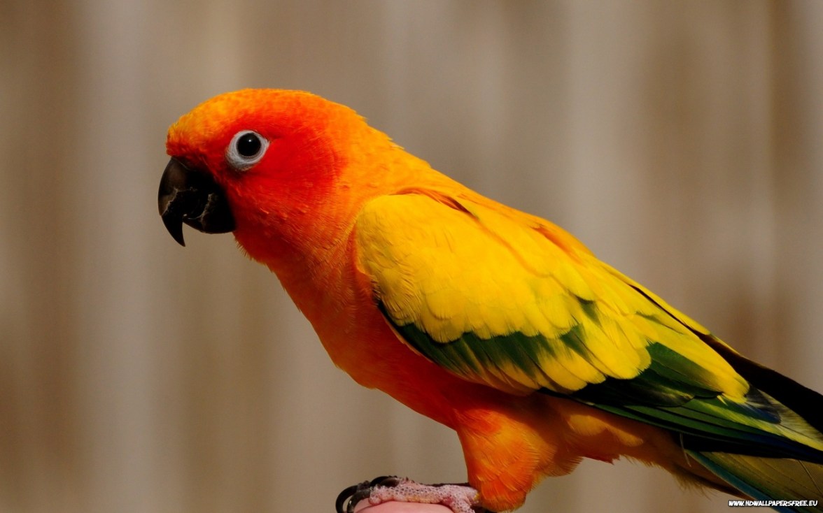 Colorful Parrot