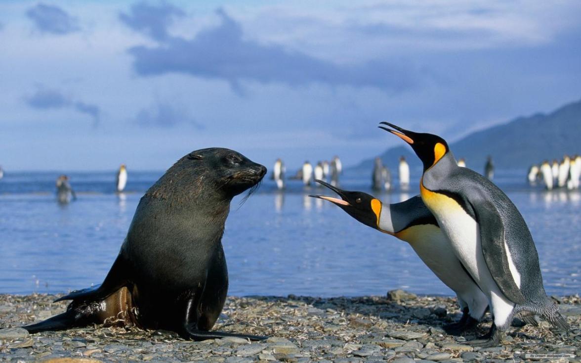 Penguins and Seal