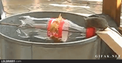 redneck-mousetrap-44323