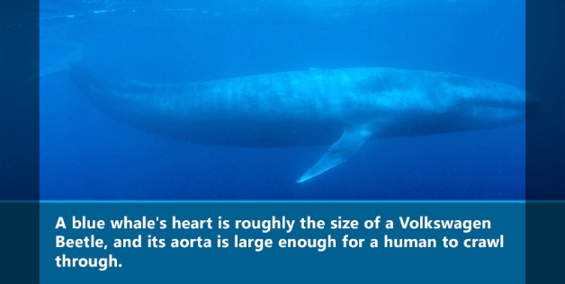 75355A3B2525FBEC53268E15DD62C_h316_w628_m5_clsnGMYUa