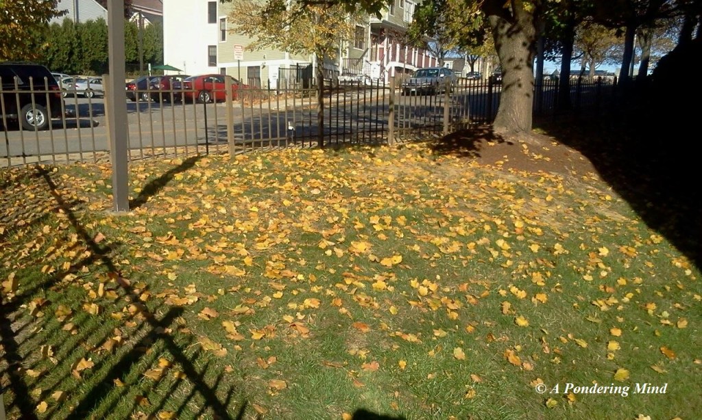 Leaves laying on the grass.