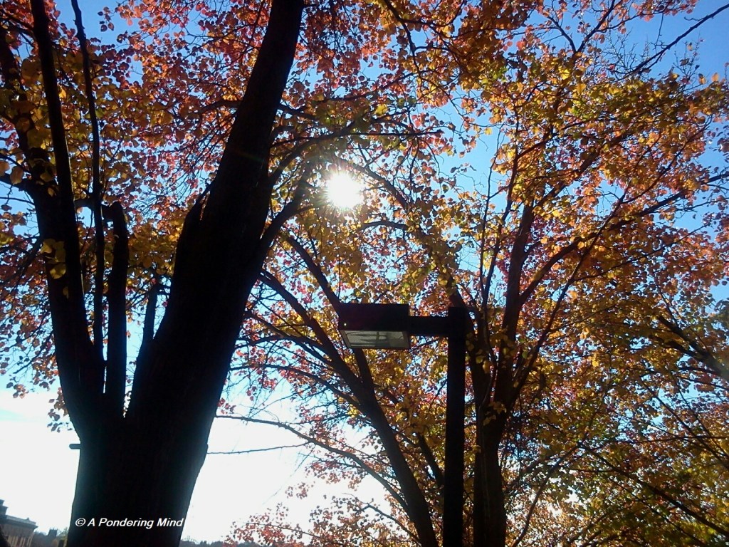 Sun light through trees. 1