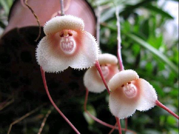 Rare and Mysterious Grinning Monkey Orchids